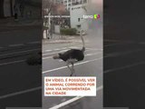 Avestruz escapa de zoológico, corre por avenida e atrapalha trânsito na Coreia do Sul