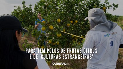 Pará tem polos de frutas citrus e de 'culturas estrangeiras'