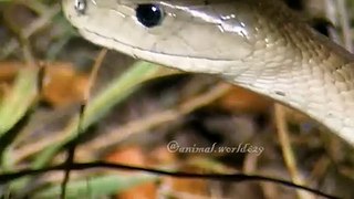 The Lethal Strike: Anatomy of a Black Mamba Attack