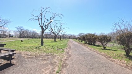 Extrait de la balade du 27 mars 2024 le long de la rivière Kokaigawa (1)