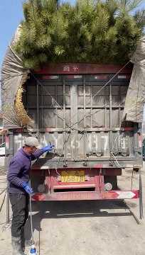 short shorts shortsvideo auto mechanic mechanicsteve automotive viral fyp autos