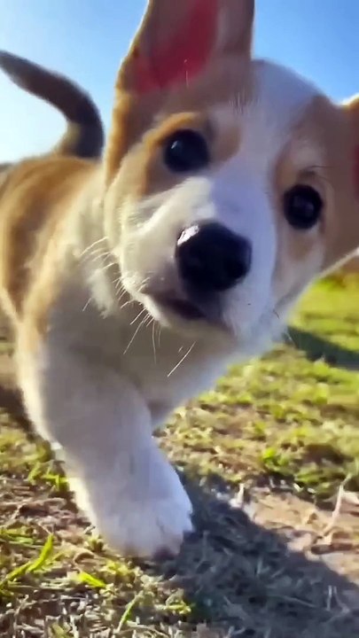 #cute #dog #wallk #cute #dog #sweet #dog