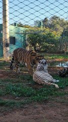 النمور السيبيرية