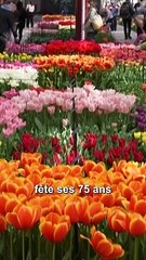 Le plus grand jardin de tulipes au monde fête ses 75 ans