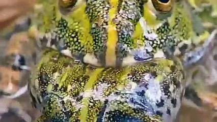 The Amphibian Predator: A Frog Devouring its Kin