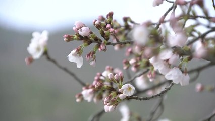 남녘에는 화려한 벚꽃 개화 시작..."다음 주 만발" / YTN