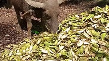 carabao