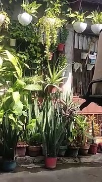 Plants