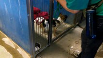 Old film❤️Ms. Swann 6y A593505 kennel 206 on way to Arizona Papillon Rescue, Female spending some time at Pima Animal Care Center❤️4000 N. Silverbell 520-724-5900 on 3-14-2017adopted3-17-2017old film