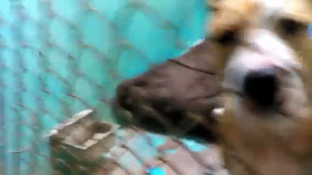 Old film❤️Jaxx 2y A836064 Boxer learning to sit Humane Society of Southern Arizona❤️ 3450 N. Kelvin Tucson AZ 520-327-6088 on 3-13-2017adopted4-15-2017old film