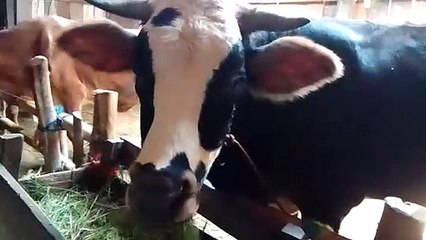 I'm so hungry to eat this animal