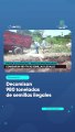 Decomisan 980 toneladas de semillas ilegales