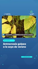 Antracnosis golpea a la soya de verano