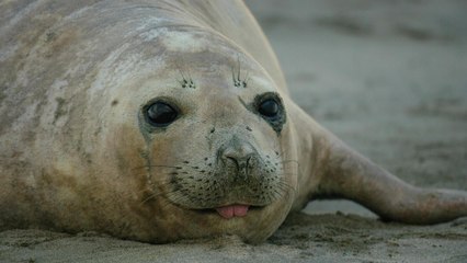 Patagonie la vie au bout du monde