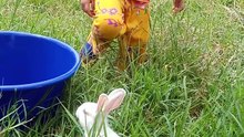 Rabbit