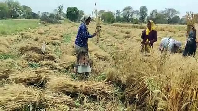 गेहूं की 25 प्रतिशत कटाई पूरी, फिर भी नहरों से पानी की निकासी जारी...पढ़े पूरा मामला