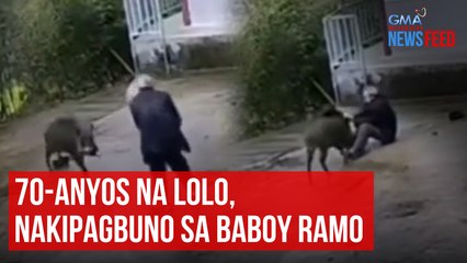 70-anyos na lolo, nakipagbuno sa baboy ramo | GMA Integrated Newsfeed