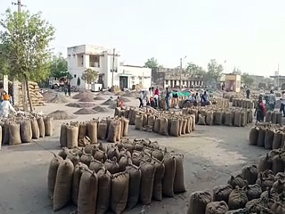 कृषि उपज मंडी में बारह दिनों में चार बार खरीद की बंद, किसान परेशान-video
