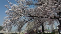 [날씨] 남부 벚꽃 개화, 봄꽃 축제 열려...주말 전국 맑음 / YTN