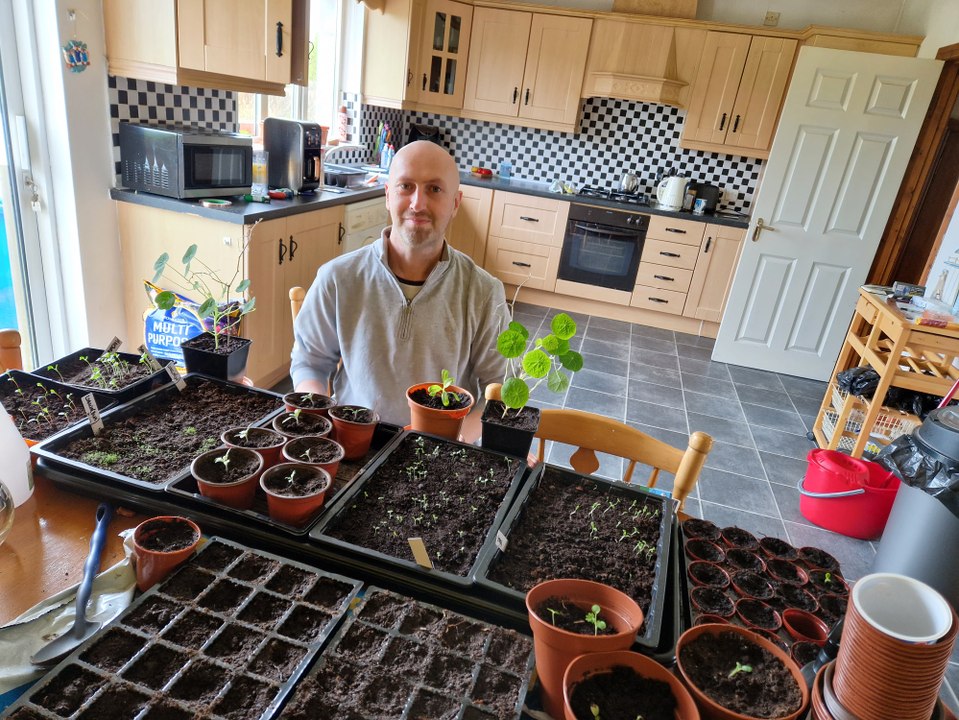 Sowing Hollyhock, California Poppy and Lavender seeds: Gardening With Brendan