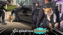 ขาสั้นป้อมไม่ใช่อุปสรรค ! รู้จัก ฟู่ไจ๋ สุนัขสายพันธุ์คอร์กี้ตัวแรกของวงการตำรวจจีน