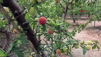 O Türkiye'nin ağaçta yetişen en lezzetli altını