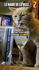 14 INFOS INSOLITES SUR LES CHATS !