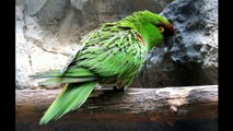 Las 22 especies de aves psitácidas mexicanas