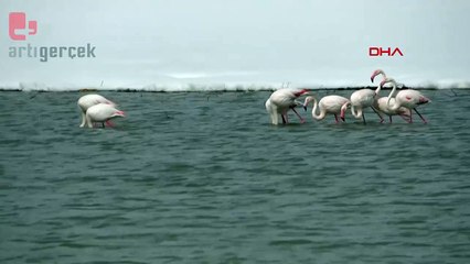 Nehil Sazlığı, ilk kez flamingoları ağırlıyor