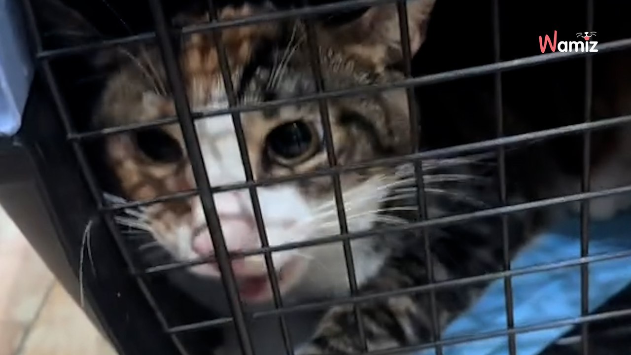 "Voilà ce qui se passe quand vous abandonnez vos chats" : une vidéo brise le coeur des internautes