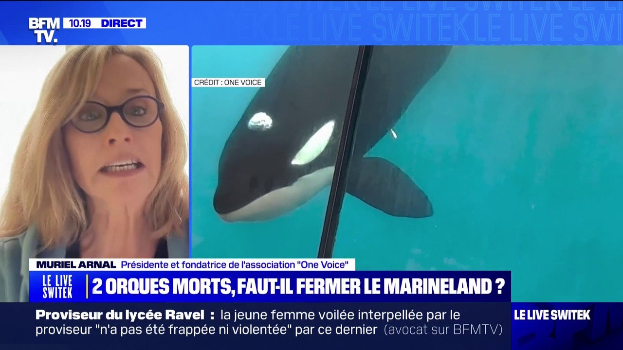 Orques mortes à Marineland: la présidente de "One Voice" propose "une solution de sanctuaire" pour les animaux du parc