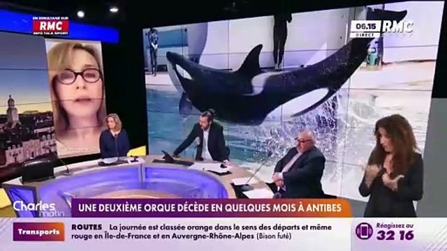 L’association One Voice annonce qu’elle va déposer plainte après le nouveau décès hier d’une orque au Marineland d’Antibes - Regardez