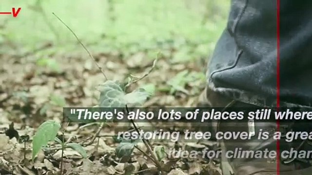 Study Shows Being Mindful of Where Trees Are Being Restored Is Key to Helping Global Warming