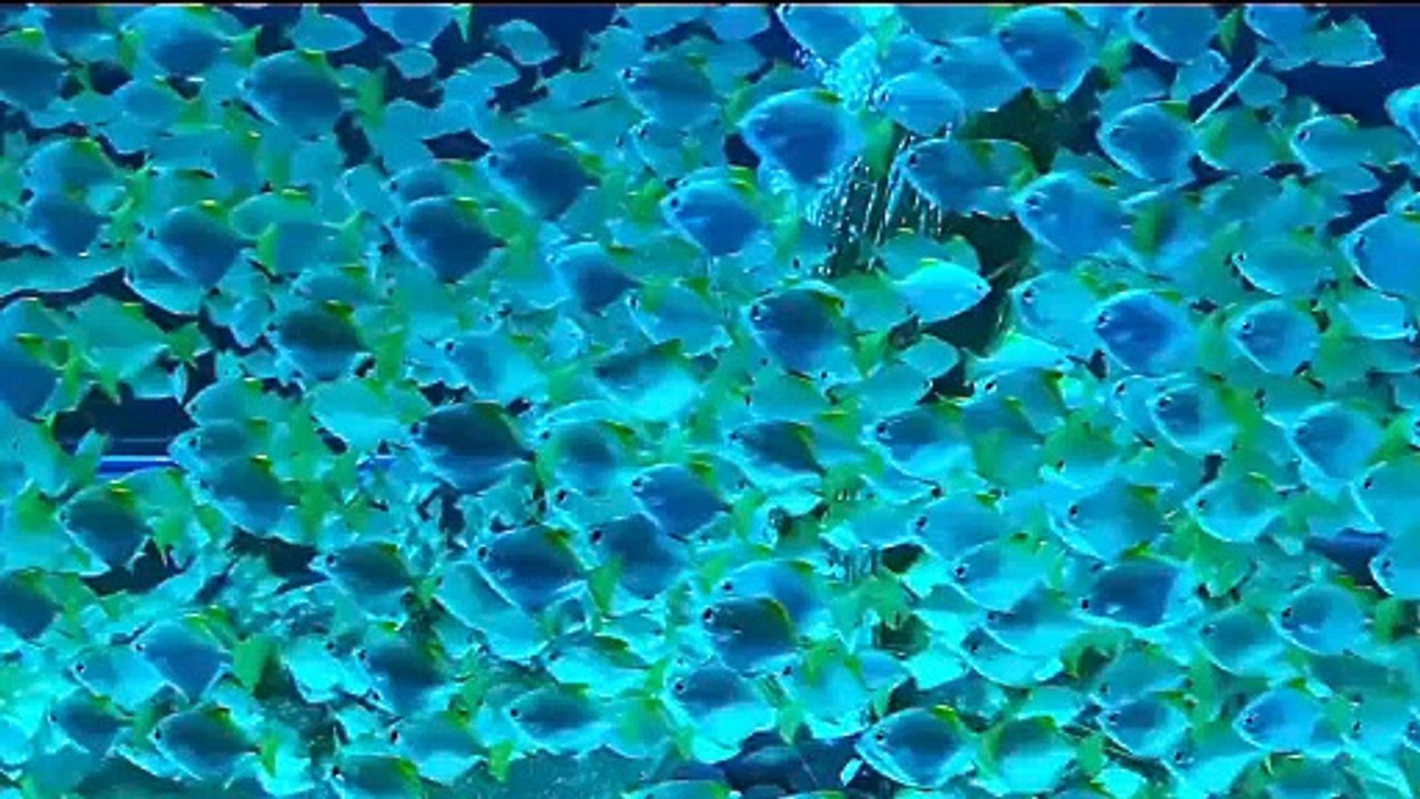 Fish underwater aquarium free stock video