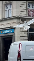 XL Gullies taking over Liverpool city centre