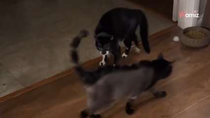 Il décide d’emmener son chat chez le toiletteur : le résultat provoque la frayeur de l’autre matou de la famille