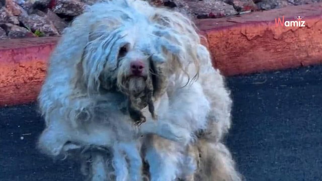 Un chien errant est trouvé dans la rue : son état physique va choquer l’association