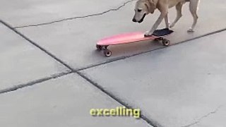 This Skateboarding Dog Steals the Show! | #doglover