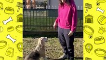 Come educare il cane parte 5