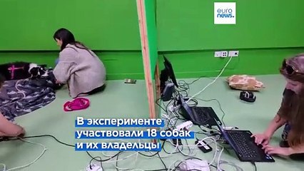 Венгерские ученые доказали, что собаки понимают значение некоторых слов