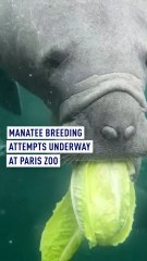 Manatee breeding attempts underway at Paris zoo