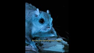 Masters of the Night Sky: The Enigmatic Flying Squirrels