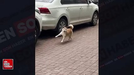 Yemek gösterilince dans ederek gelen sevimli köpek
