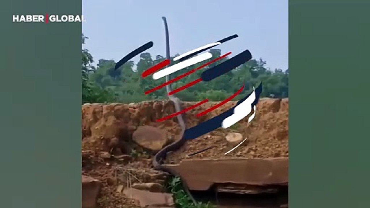 Kobranın çiftleşme çağrısı esnasında ulaştığı uzunluk sosyal medyada gündem oldu