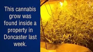 Man arrested after police raid found dozens of cannabis plants worth tens of thousands of pounds