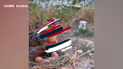 Tavuğu annesi sanan yavru köpeğin görüntüleri ağlattı: ''Kanadı altında uyuyor''