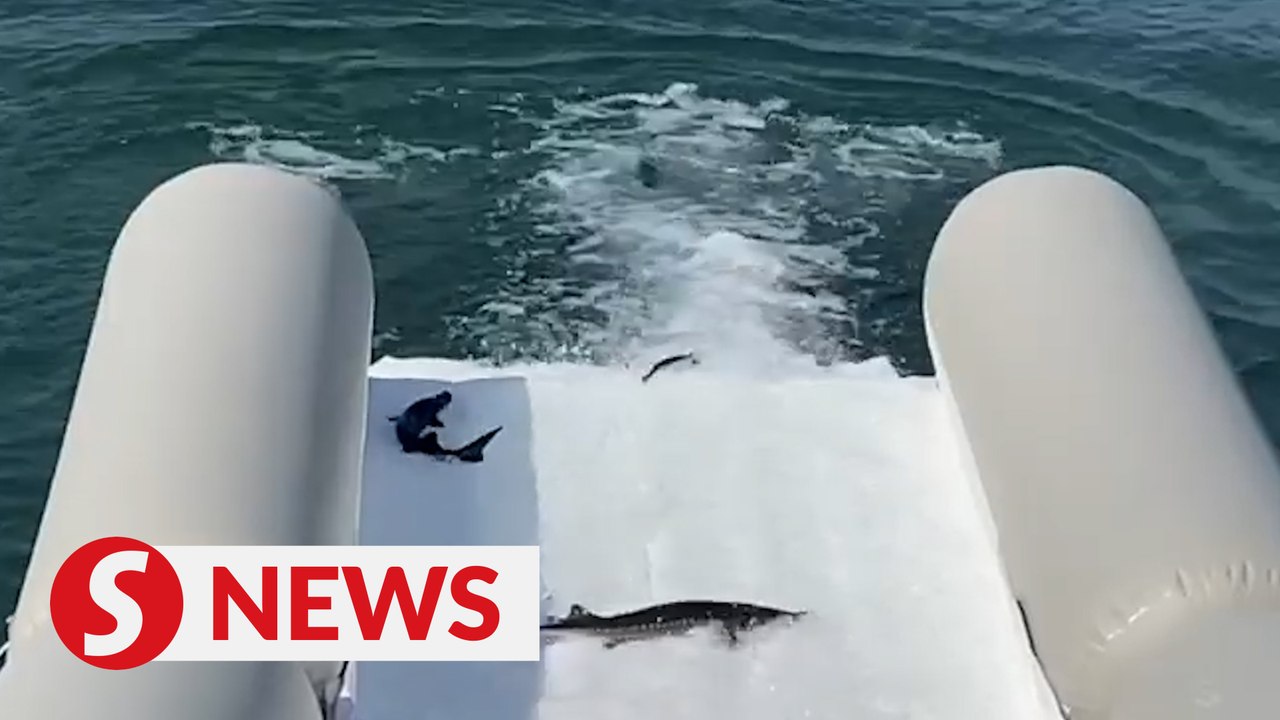 China releases over 200,000 captive-bred sturgeon into Yangtze River