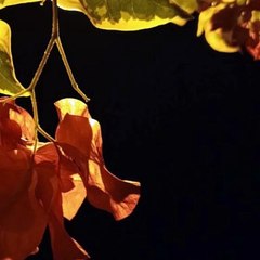 -Jacobo Shemaria Capuano- ¡Estos serán! (Parte 2) (Creado por @JacoboShemariaCapuano)