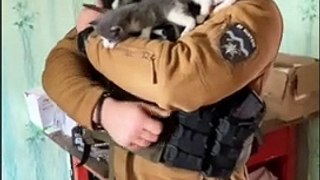 Video of the day! Cats of the Armed Forces of Ukraine