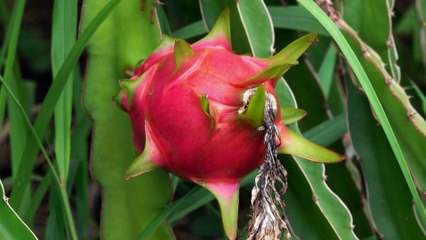 Energetic Encounter Dragon Fruit and Ants in Motion